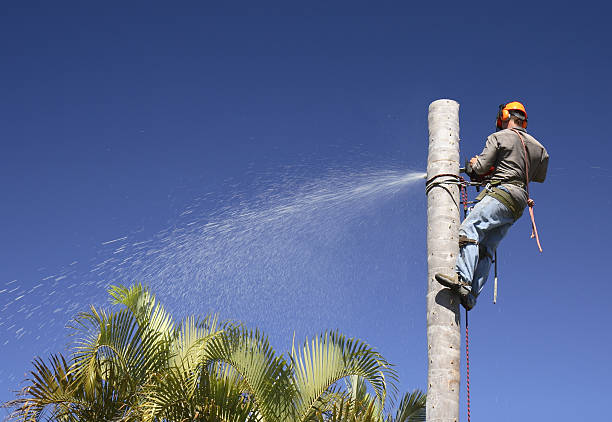 Best Tree Maintenance Programs  in Bunker Hill Village, TX