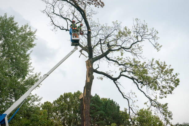 Best Firewood Processing and Delivery  in Bunker Hill Village, TX