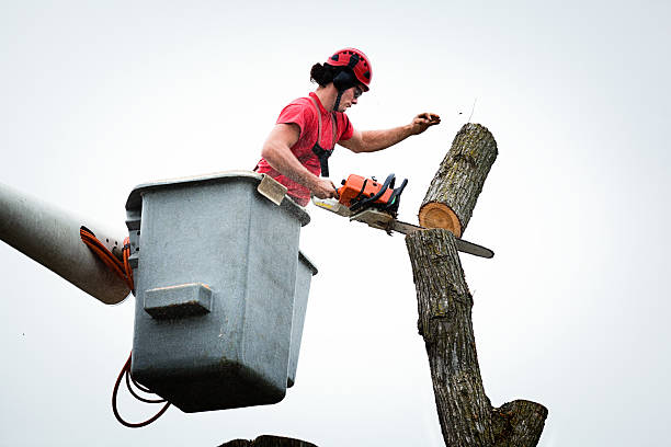 Best Tree Preservation Services  in Bunker Hill Village, TX