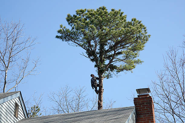 Best Tree Health Inspection  in Bunker Hill Village, TX